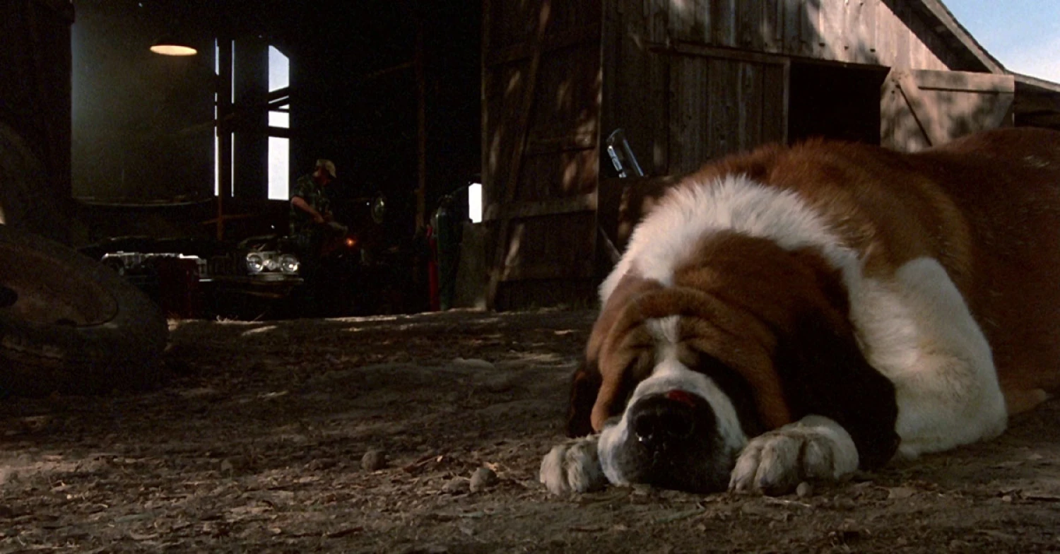 Best movie today: Cujo